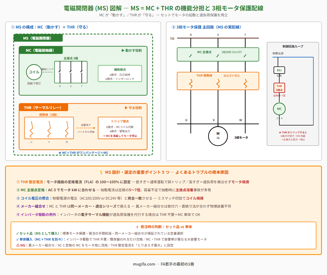電磁開閉器(MS)の図解：左側はMS内部構成図（MS=MC+THRをワンパッケージ化・MC緑色＝コイル/主接点3極/補助接点で「動かす役割」・THRオレンジ色＝3相発熱体/トリップ接点で「守る役割」）。右側は3相モータ保護の主回路配線図（電源R/S/T→MC主接点3極→THR発熱体→3相モータU/V/W、右側に制御回路ループ：BS1→THRb接点→MCコイル）。THRがトリップするとb接点が開きMCコイルが消磁→主接点が開いてモータ停止する保護動作を可視化。